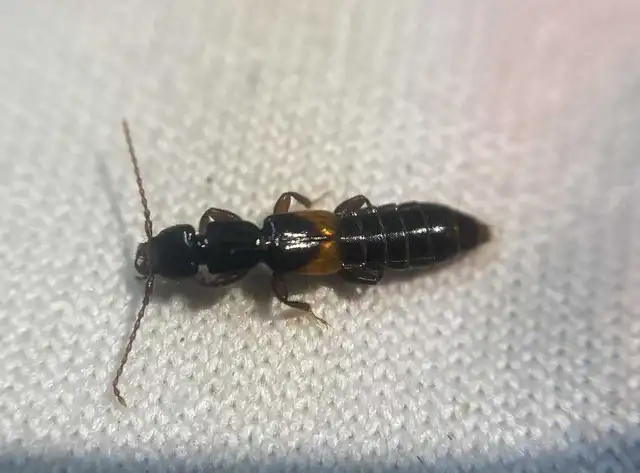 Achenium depressum - sókedvelő pocsolyaholyva