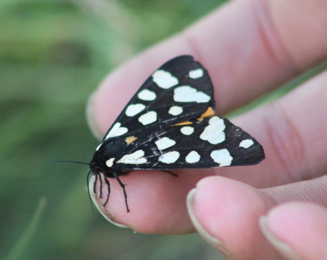 Arctia villica - fekete medvelepke