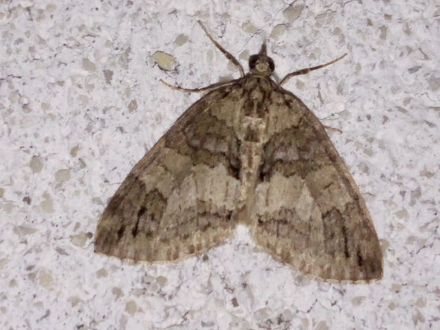 Hydriomena impluviata - égerfa-araszoló
