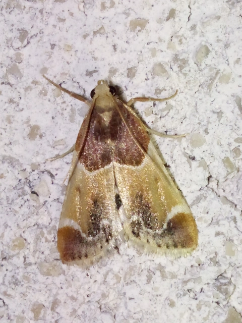 Pyralis farinalis - lisztilonca