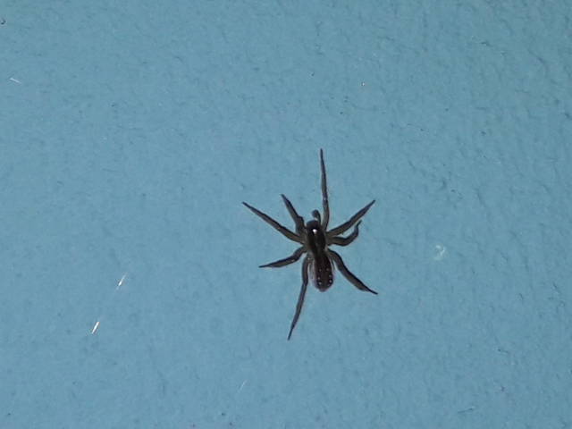 Lycosidae - farkaspókok