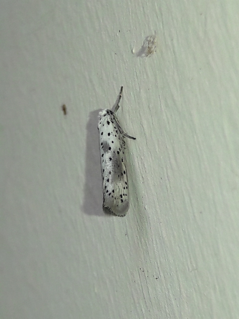 Yponomeuta irrorella - pókhálós kökénymoly