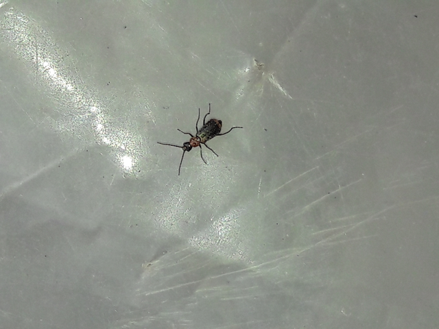 Axinotarsus ruficollis - vöröstorú bibircsesbogár