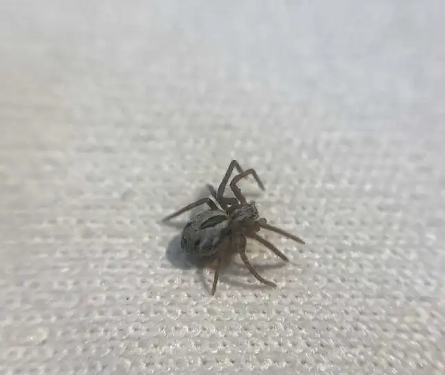 Rhysodromus histrio