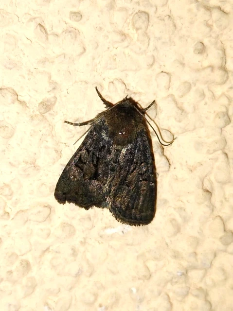 Oligia strigilis/latruncula/versicolor