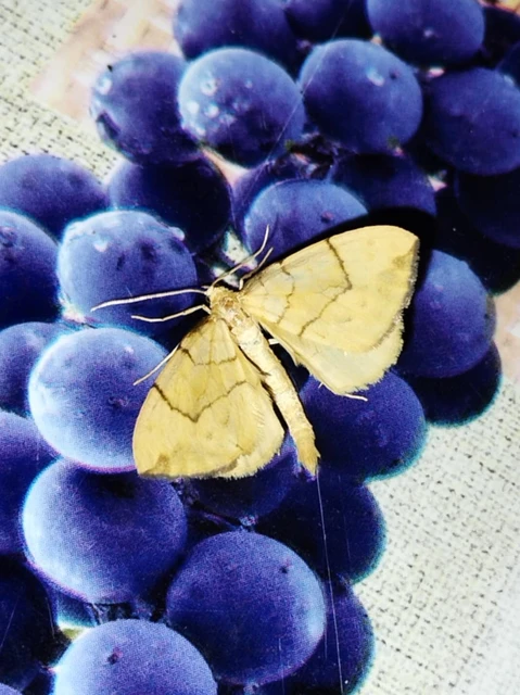 Eulithis pyraliata - sárga galajaraszoló