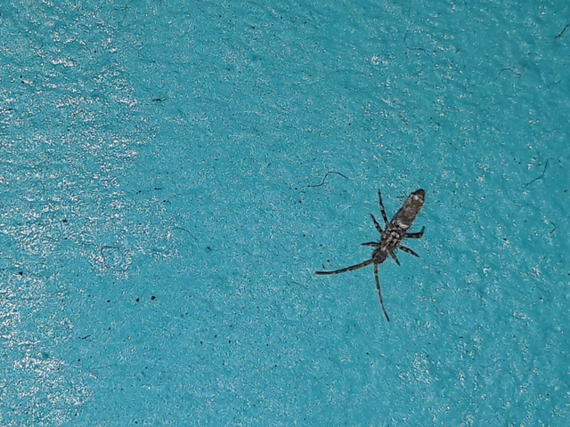 Collembola - Ugróvillások