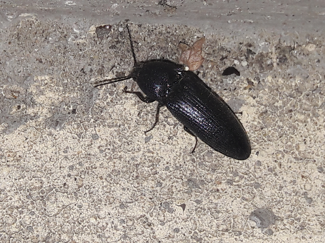 Melanotus