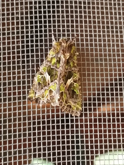 Trachea atriplicis - nyári zöldbagoly