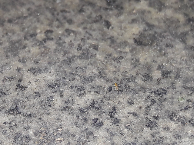 Collembola - Ugróvillások