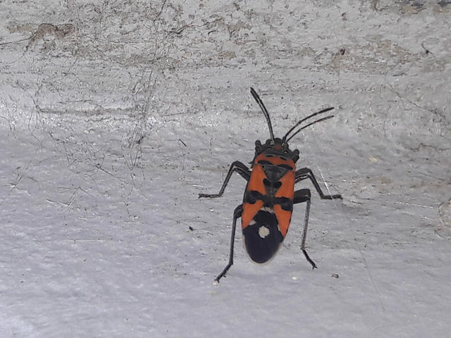 Lygaeus equestris/simulans