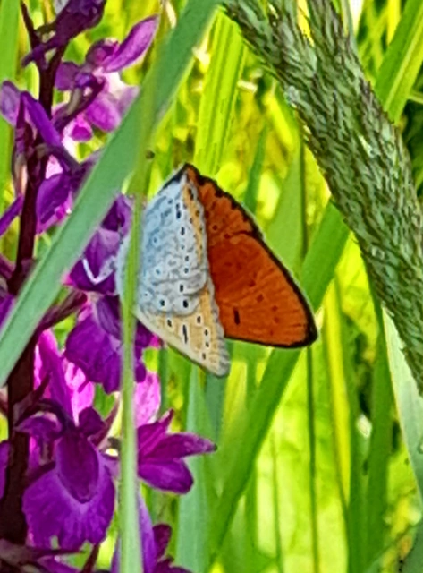 Lycaena dispar rutilus - nagy tűzlepke