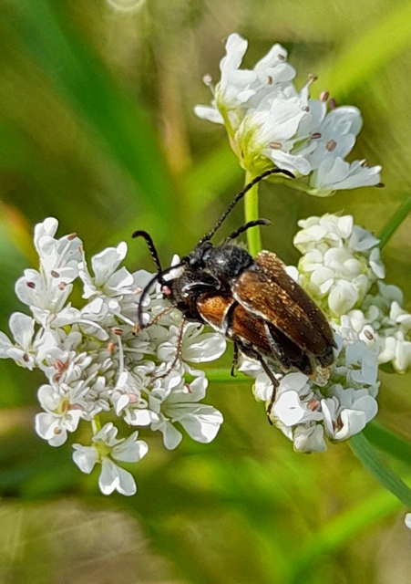 Pseudovadonia livida - barnás virágcincér