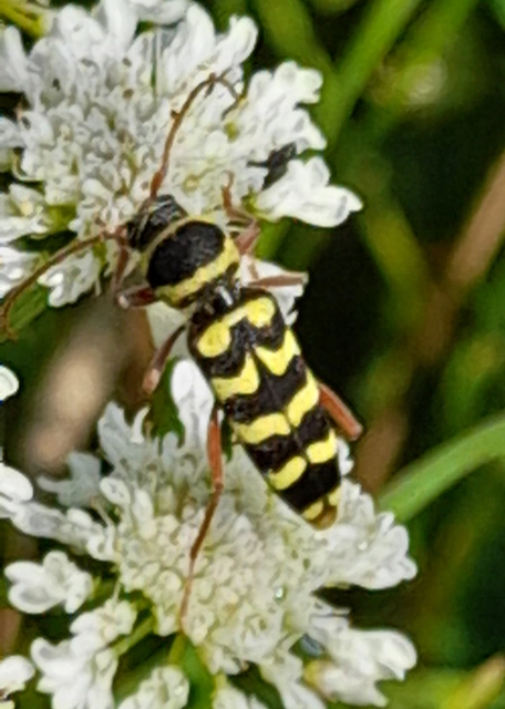 Echinocerus floralis - lucerna-darázscincér
