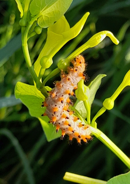 Zerynthia polyxena - farkasalmalepke