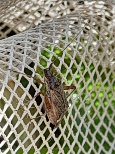 Closterotomus fulvomaculatus - komlópoloska