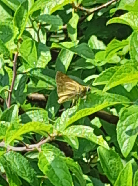 Ochlodes sylvanus - erdei busalepke