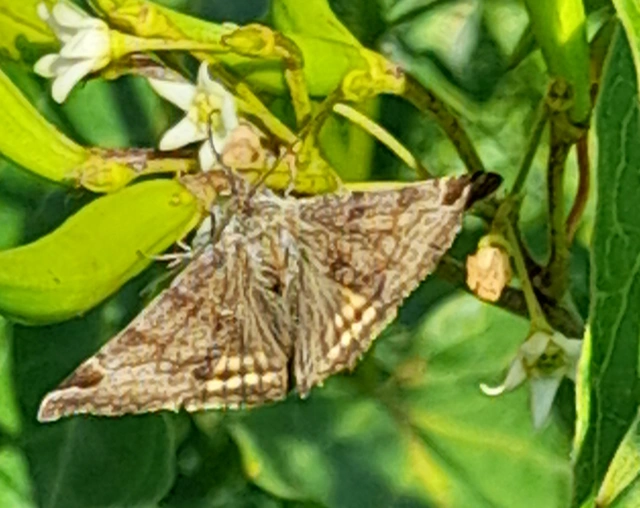 Euclidia glyphica - közönséges nappalibagoly