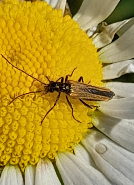 Oedemera femorata - sárgahátú álcincér
