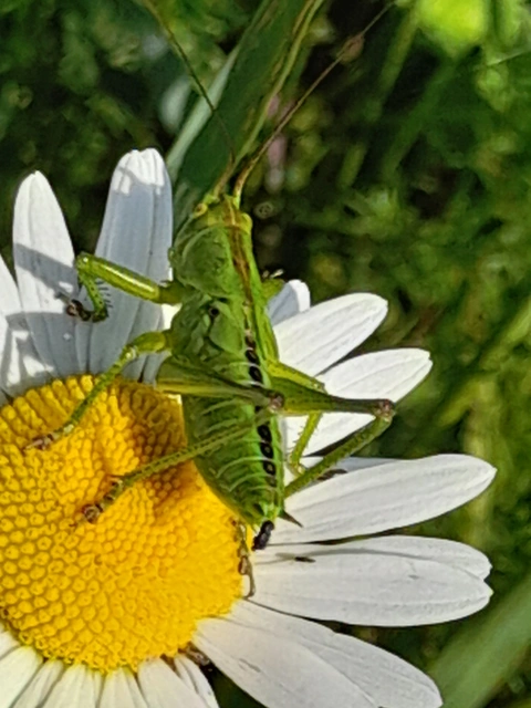 Tettigonia