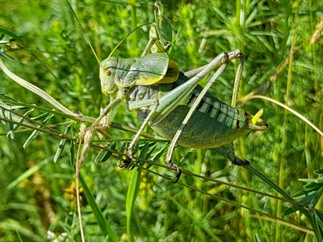 Polysarcus denticauda - fogasfarkú szöcske