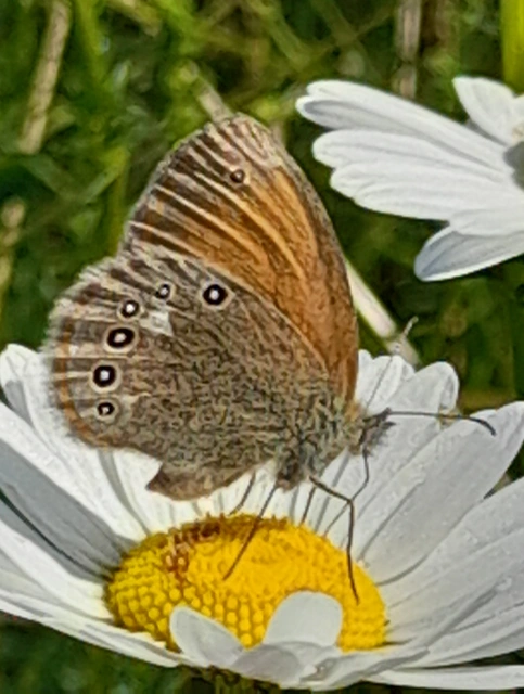 Coenonympha glycerion - közönséges szénalepke