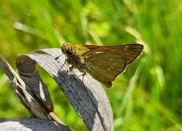 Ochlodes sylvanus - erdei busalepke