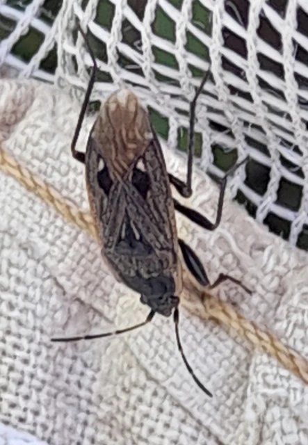 Graptopeltus lynceus - homoki díszesbodobács