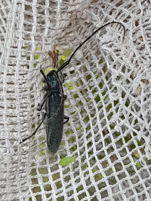 Agapanthia