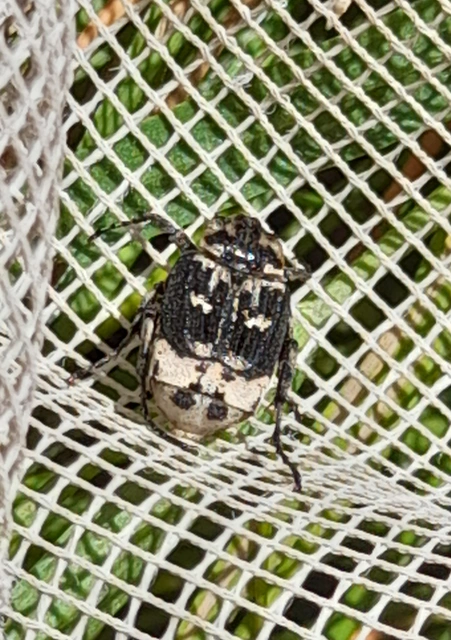 Valgus hemipterus - suta virágbogár