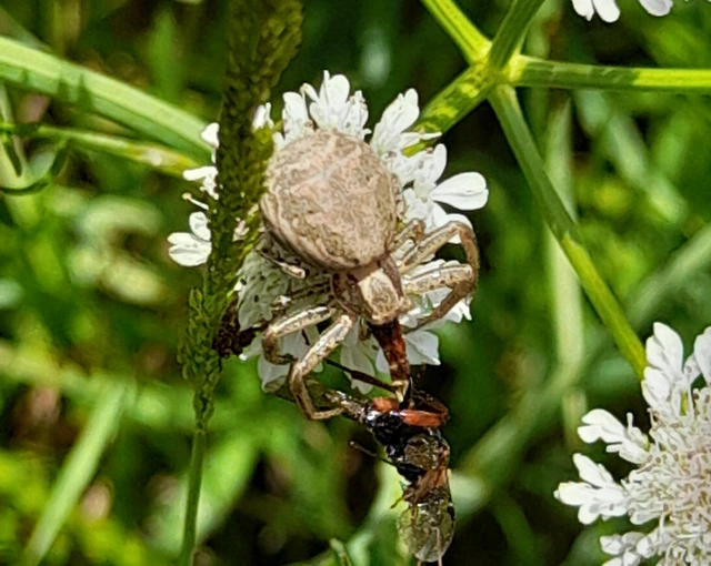 Xysticus