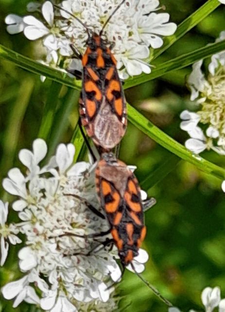 Spilostethus saxatilis - virágbodobács