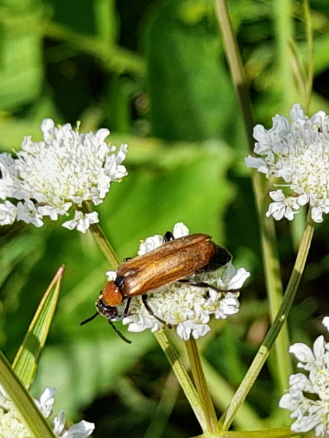 Oenas crassicornis - vastagcsápú hólyaghúzó