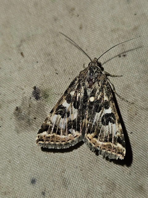 Protoschinia scutosa - tüskéslábú bagoly