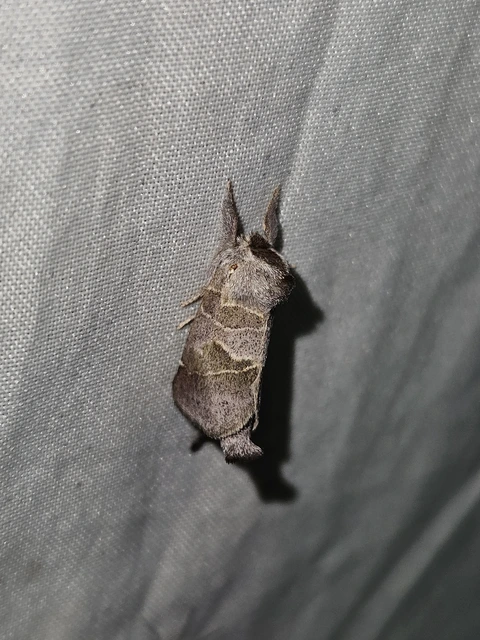 Clostera pigra - apró levélszövő