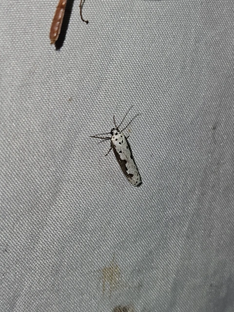 Ethmia iranella - levantei feketemoly