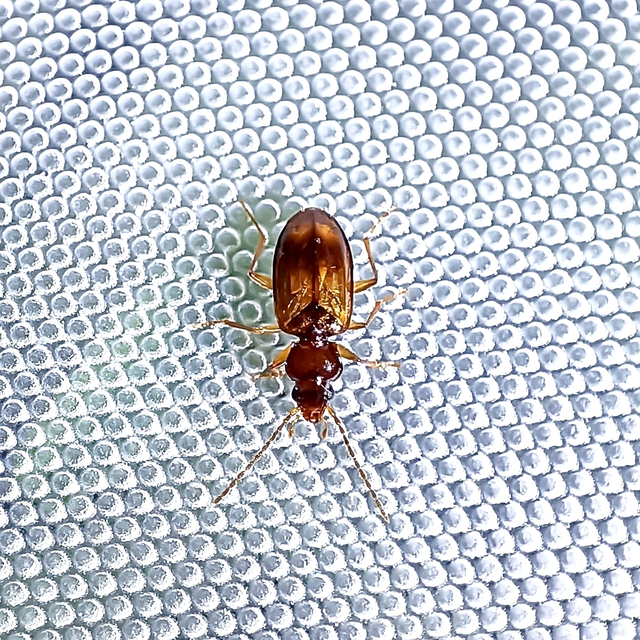 Carabidae - futóbogárfélék
