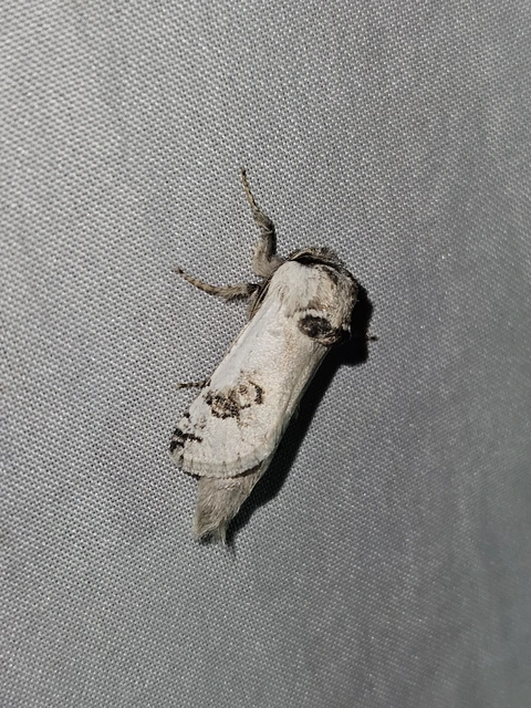 Parahypopta caestrum - spárgalepke