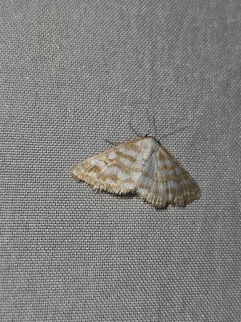 Idaea sericeata - selymes sávosaraszoló