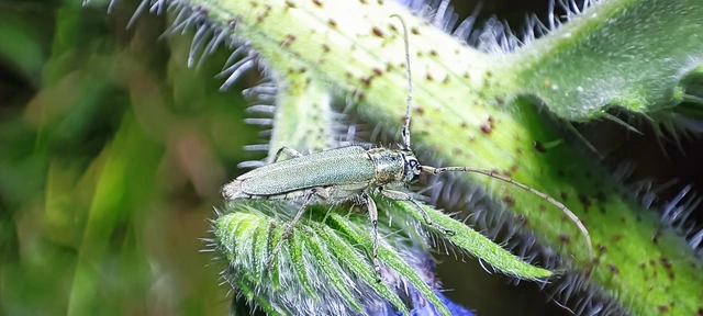 Phytoecia coerulescens - kígyósziszcincér