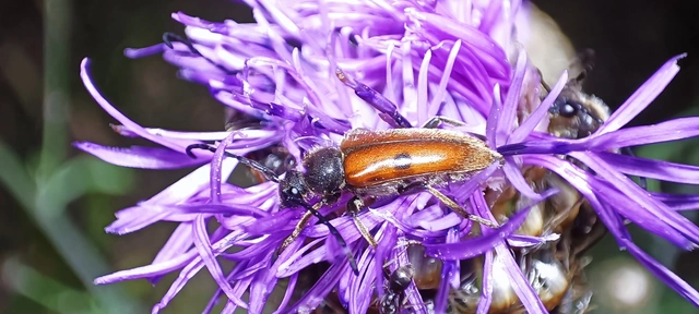 Vadonia unipunctata - kétpettyes virágcincér