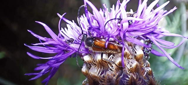 Vadonia unipunctata - kétpettyes virágcincér