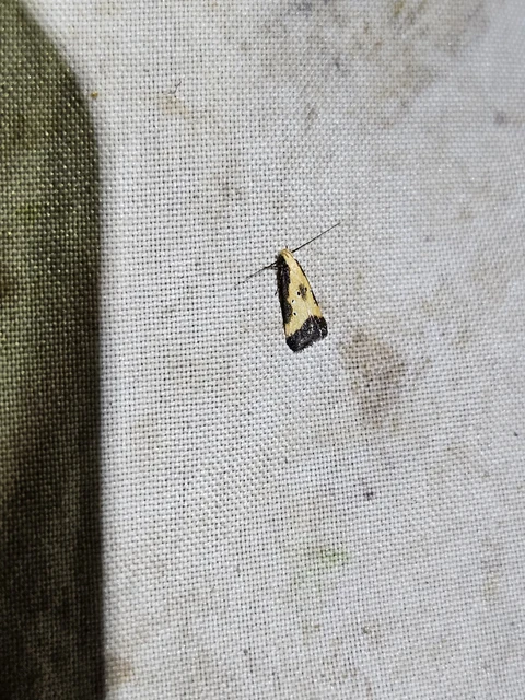 Brachmia dimidiella - citromkocsord-lápimoly