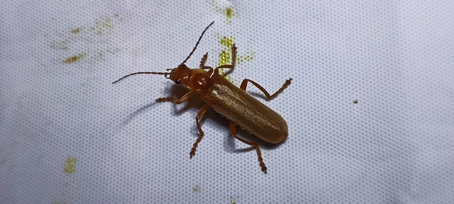 Cantharis