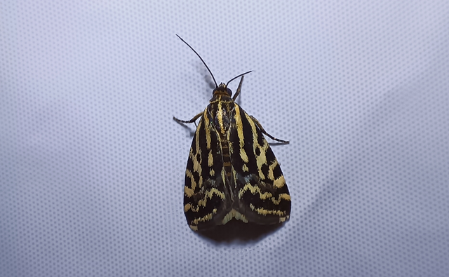 Emmelia trabealis - zebrabagoly