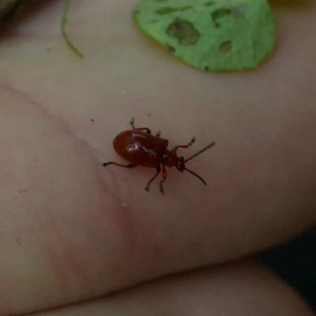 Lilioceris merdigera - hagymabogár Lilioceris merdigera - hagymabogár