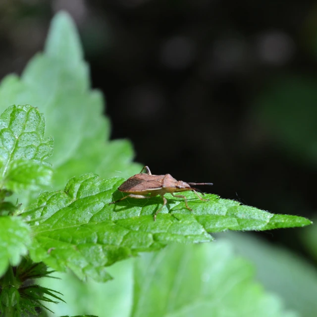 Ceraleptus