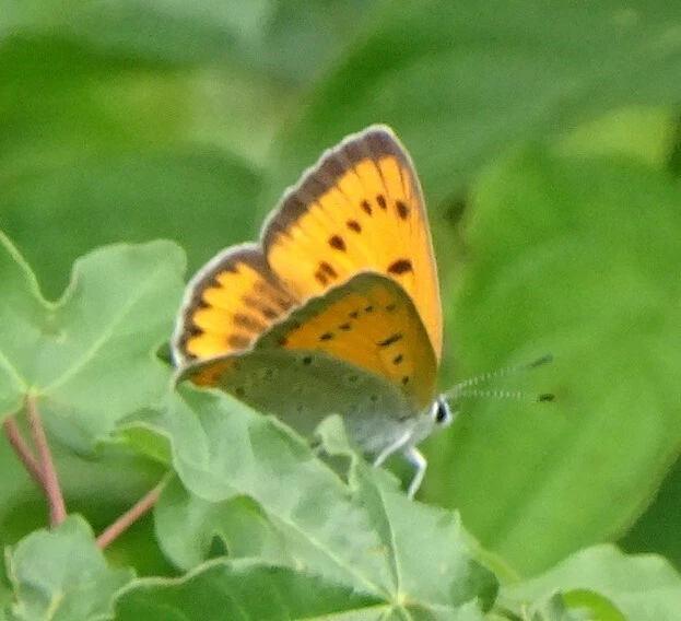 Lycaena dispar rutilus - nagy tűzlepke