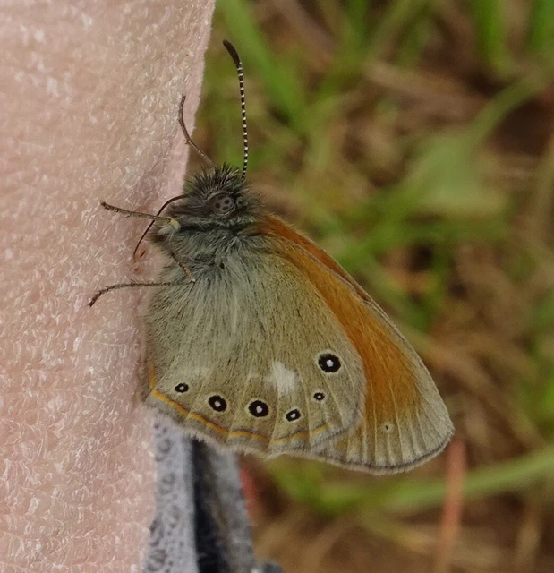 Coenonympha glycerion - közönséges szénalepke