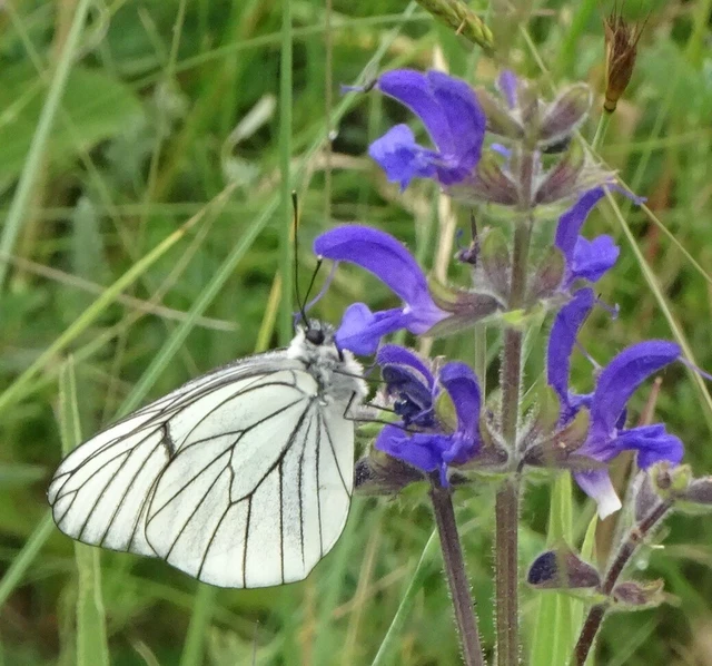 Aporia crataegi - galagonyalepke